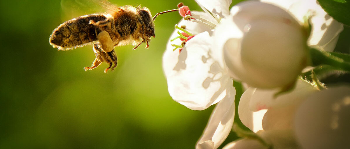 Eine Biene fliegt auf eine nektarreiche Blüte zu