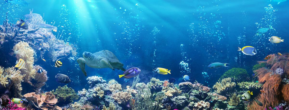 Bunte Fische schwimmen zwischen Korallen.