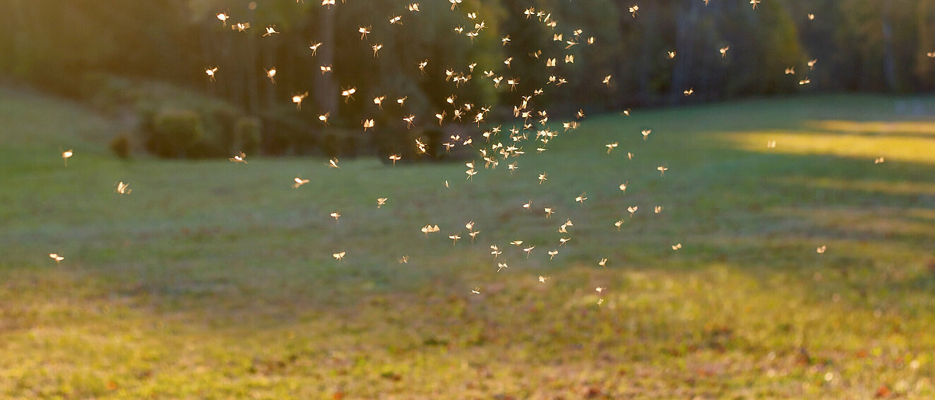 Ein Mückenschwarm bei Sonnenuntergang