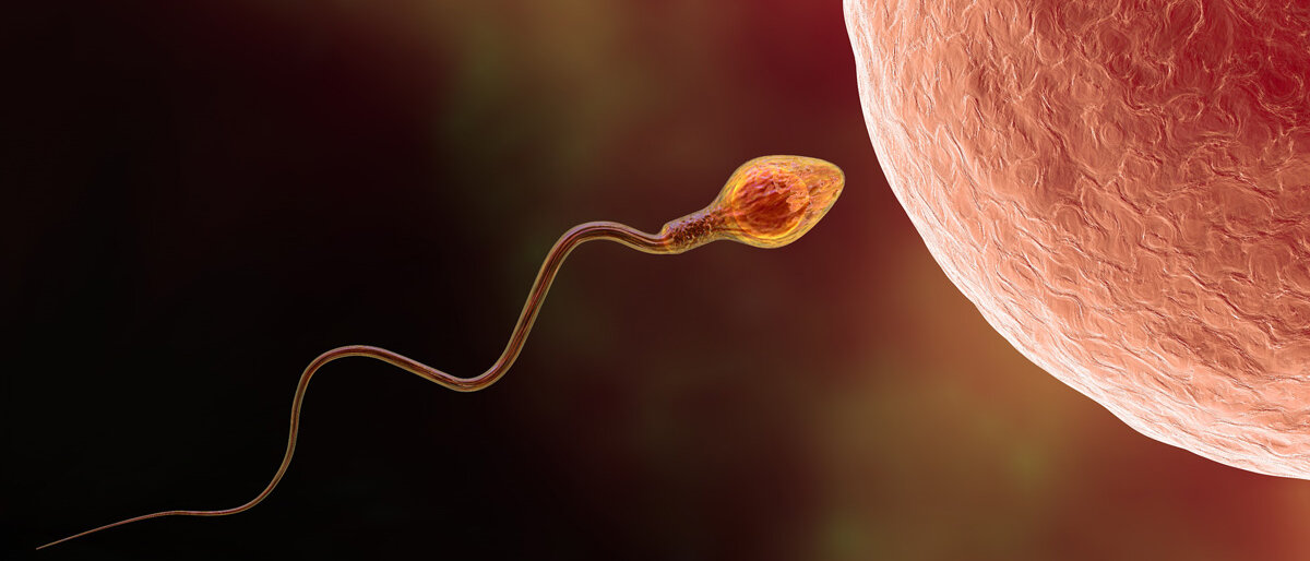 Ein Spermium steuert eine Eizelle an