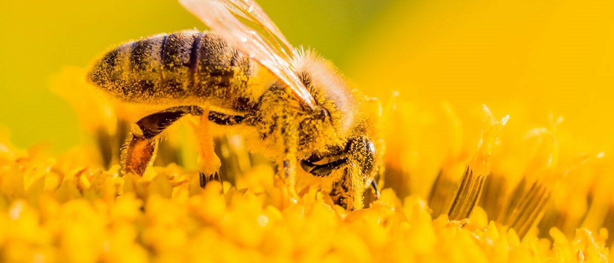 Biene sammelt Pollen und Nektar.