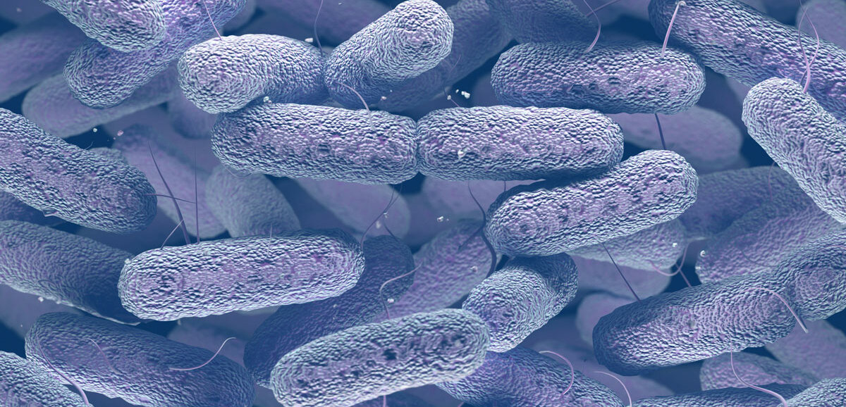 Gramnegative Stäbchenbakterien unter dem Elektronenmikroskop