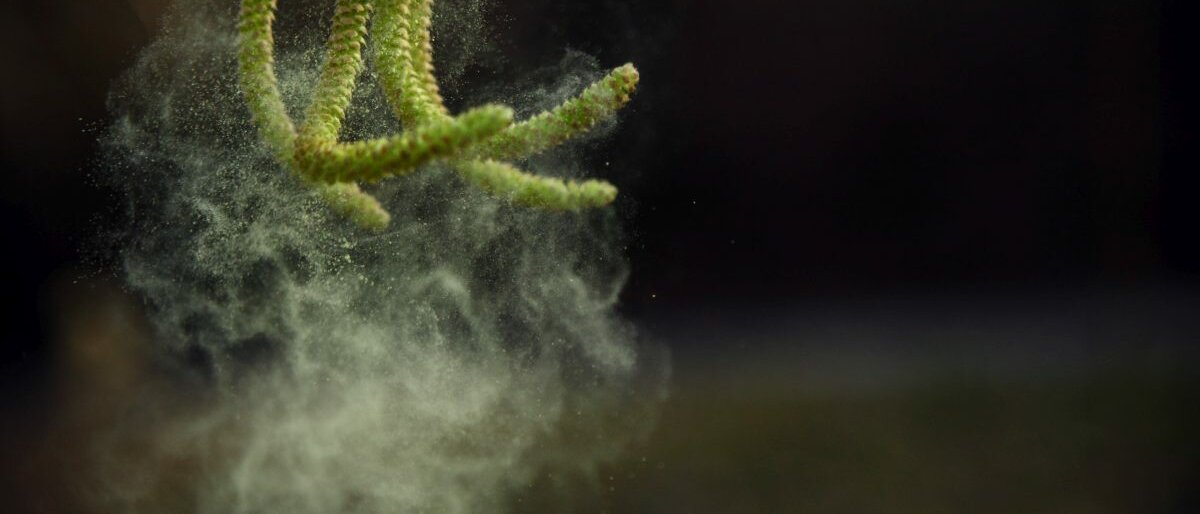Blütezeit Die Blüte des Haselnussbaums, die im Wind ihre Pollen verliert.