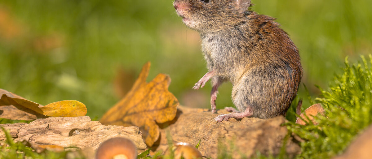 Rötelmaus steht auf Hinterbeinen und schuppert in der Luft.