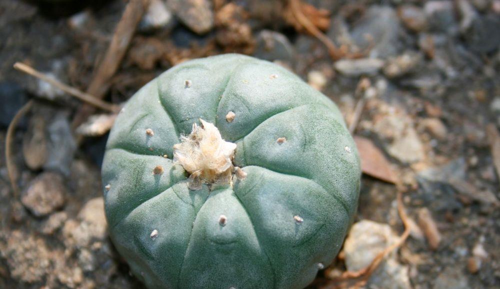 Gefhrliches aus dem Schrebergarten