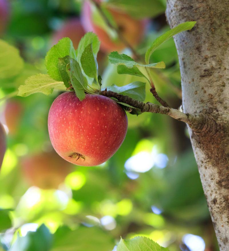 Der Apfel Fällt Nicht Weit Vom Stamm Englisch Der Apfel fällt nicht weit vom Stamm?
