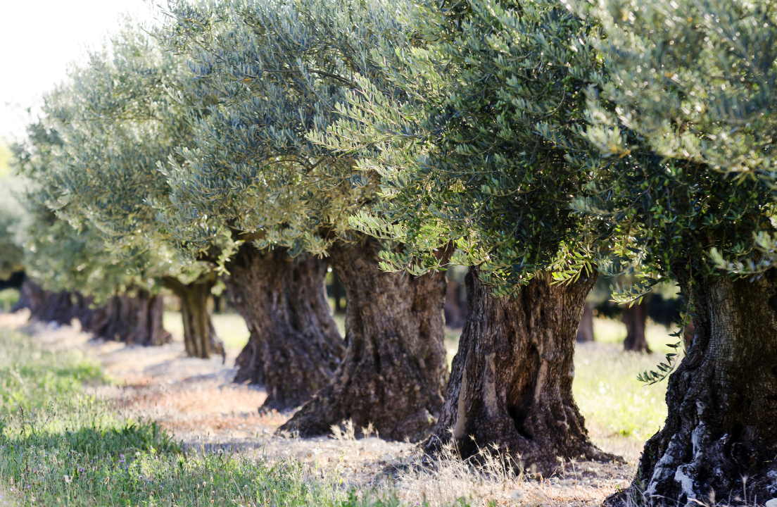 Uralter Baum mit hoher Wertschtzung
