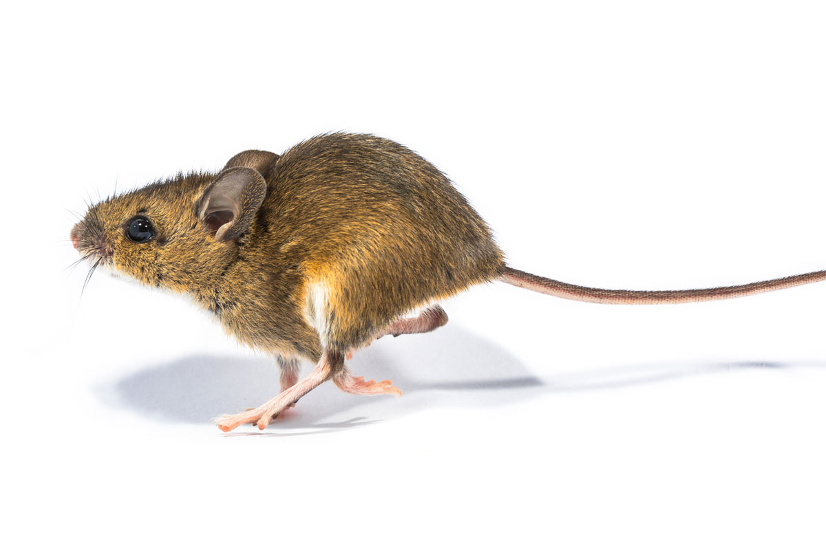 Wissenschaftliches Neuland Zytokine bringen lahme Mäuse zum Gehen