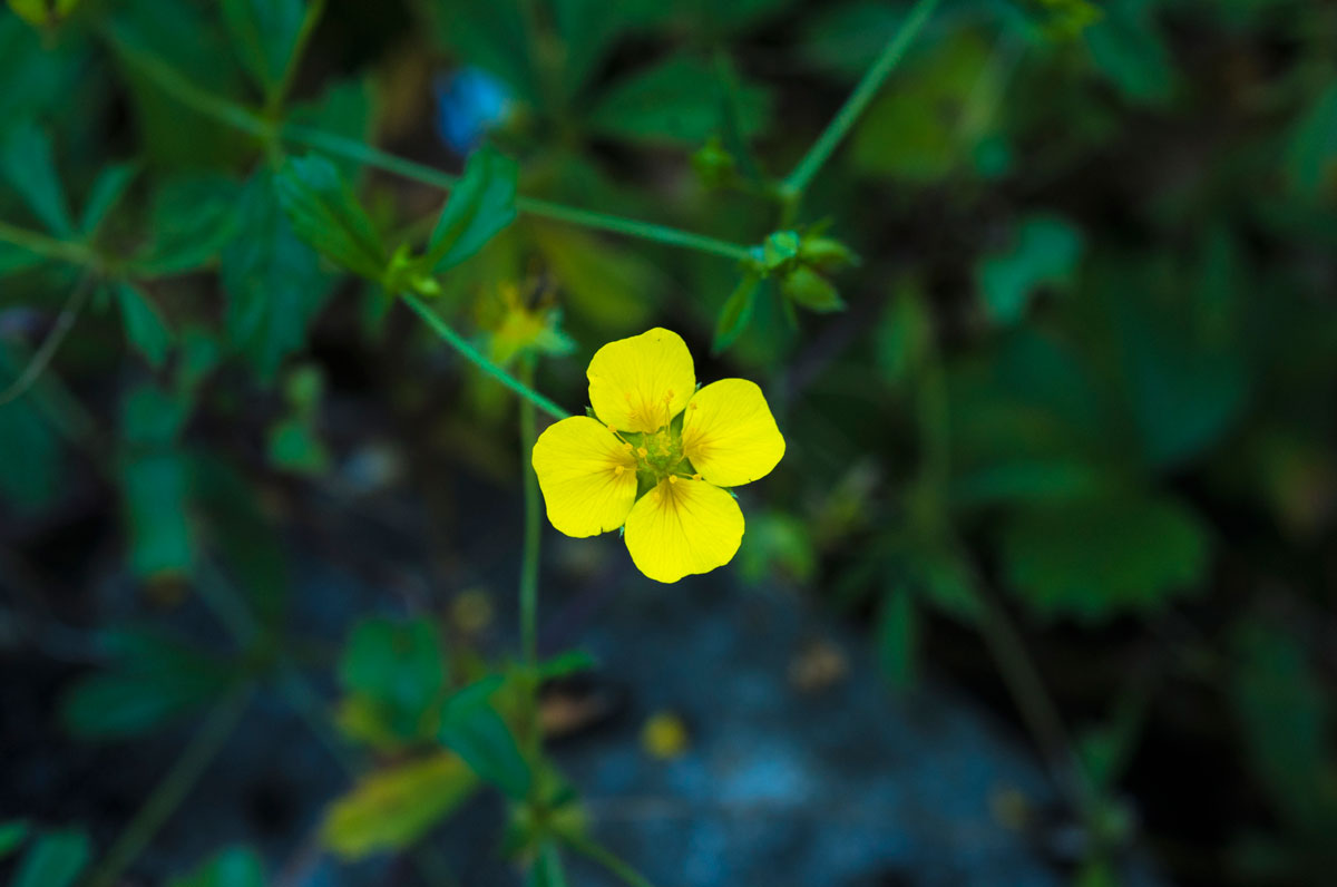Gelbe Blüten © Coco Casablanca / iStock / Getty Images Plus