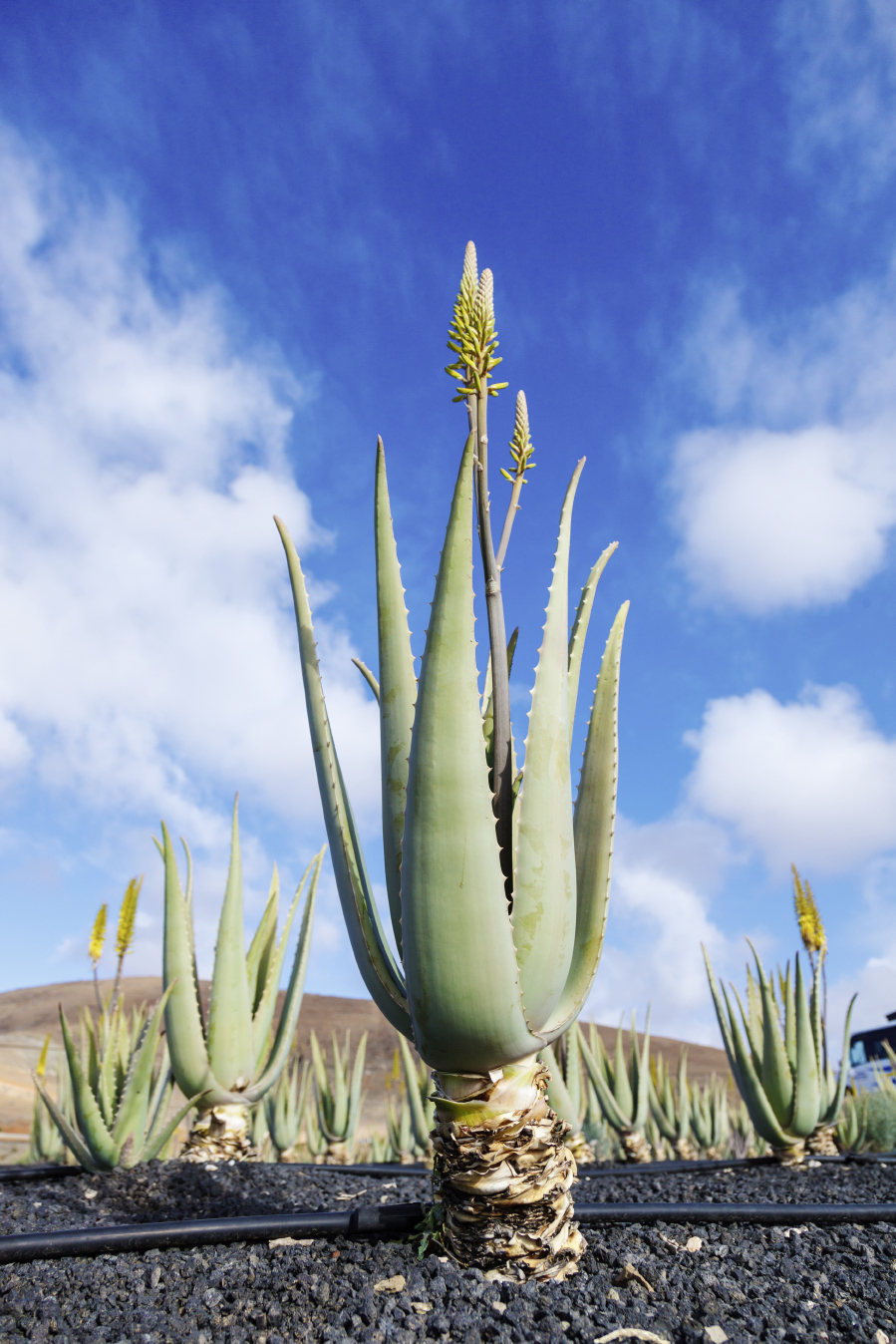 Aloe Vera © science photo / stock.adobe.com