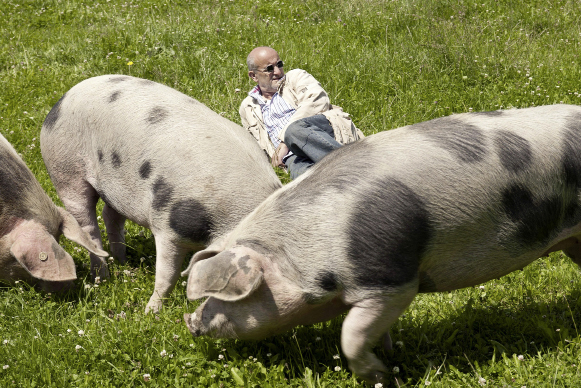 Schweine auf der Wiese © Westend-Verlag