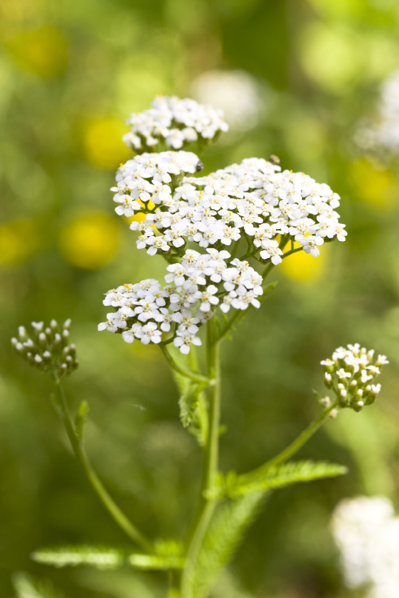 Schafgarbe © HeikeKampe / iStock / Getty Images