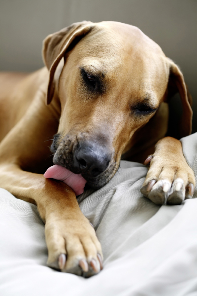 Hund leckt sich die Pfote. © DaxPixel / iStock / Getty Images Plus