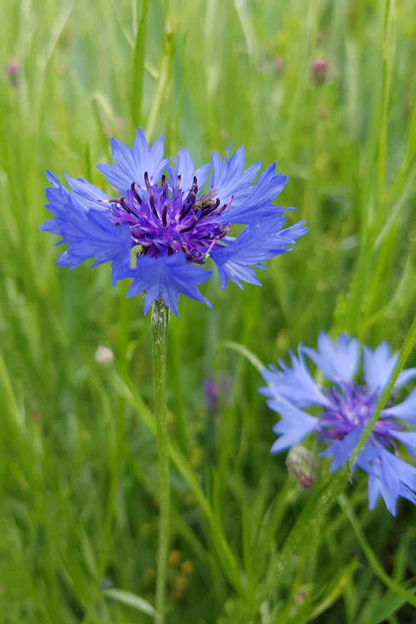 Kornblume © emer1940 / iStock / Getty Images