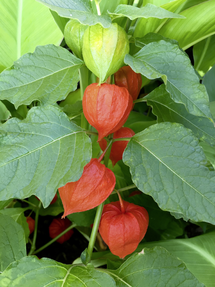 Physalis © maerzkind / iStock / Getty Images