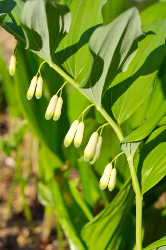 Vielblütige Weißwurz © koromelena / iStock / Getty Images