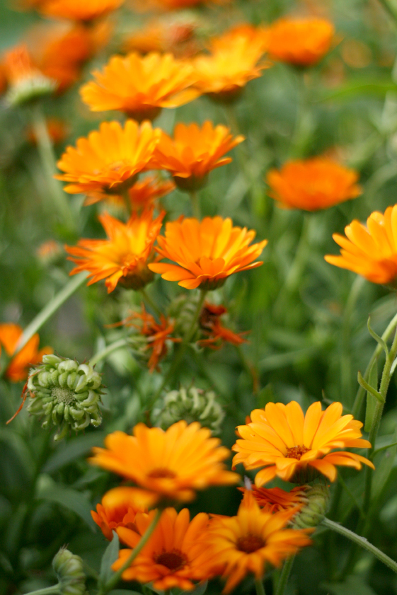 Ringelblume © S.Rohrlach / iStock / Getty Images