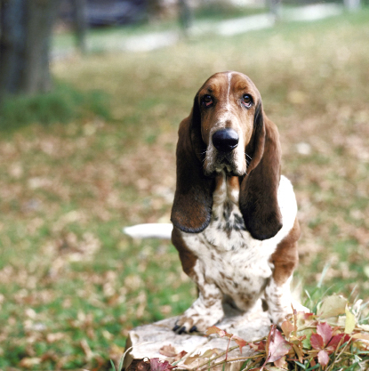 Bassethund © Ablestock.com / Thinkstock